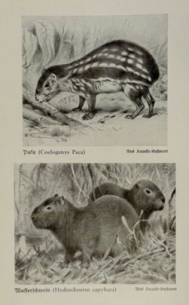 1926 - Paka, Wasserschwein / Stachelschwein, Aguti - alter Druck